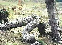 7P Sex in nature