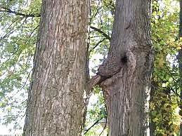 7P Sex in nature