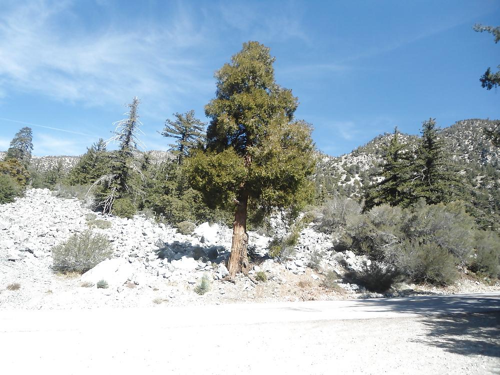 16P More Nature photos