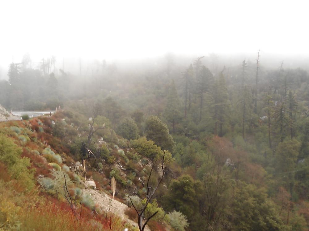 16P More Nature photos