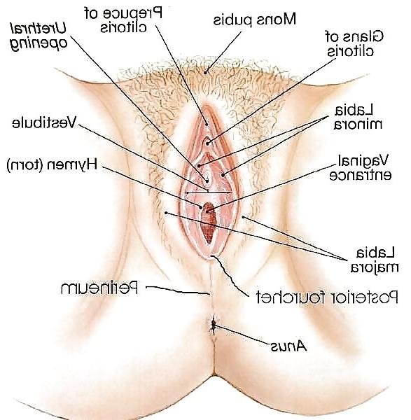 25P Large Labia Lips (3)