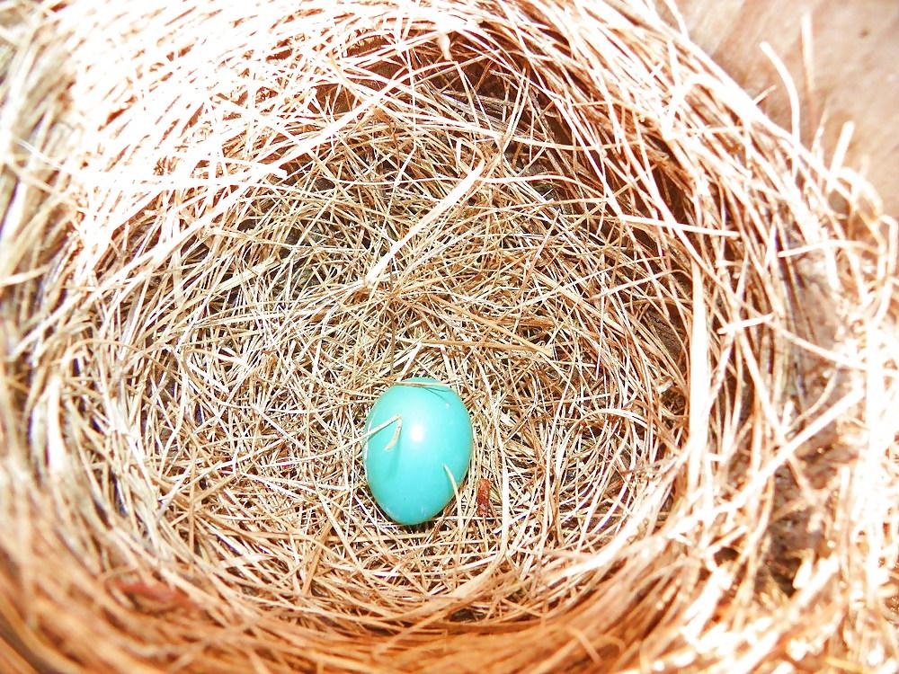 4P This is not bird porn :)