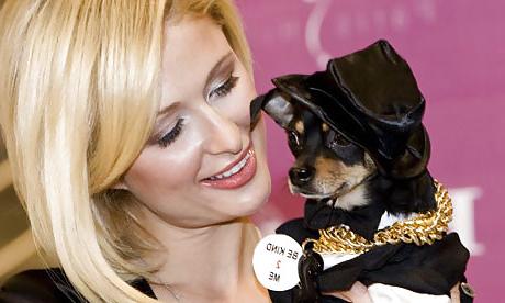 20P Beautiful Ladies and beautiful Pet dogs