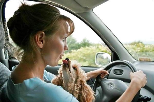 20P Beautiful Ladies and beautiful Pet dogs