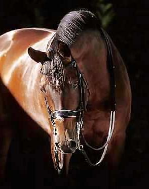 25P Pony women
