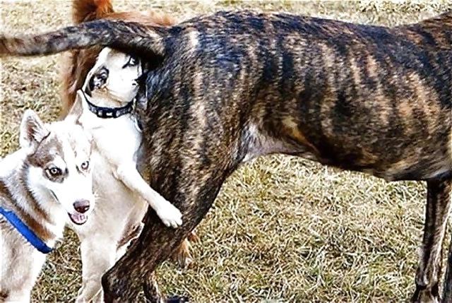 12P FELINES & CANINES  NON-PORN