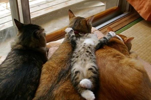 12P FELINES & CANINES  NON-PORN
