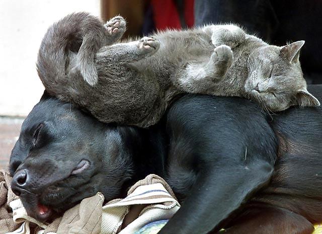 12P FELINES & CANINES  NON-PORN