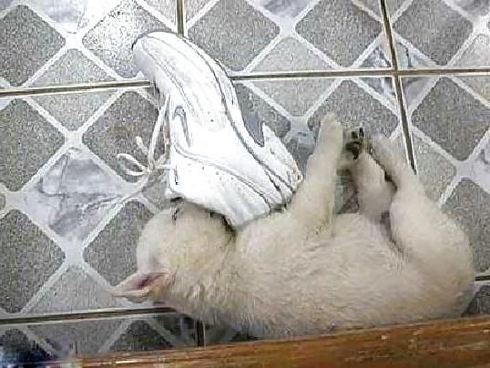 12P FELINES & CANINES  NON-PORN