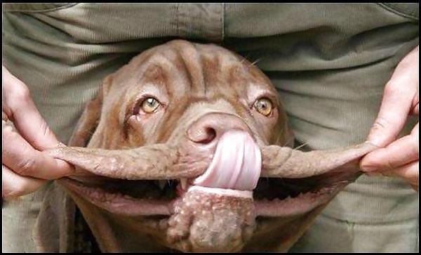 12P FELINES & CANINES  NON-PORN