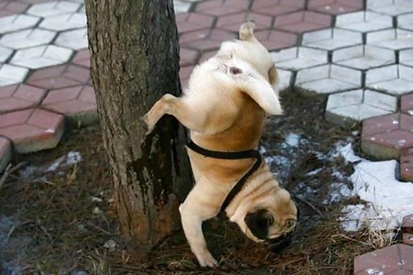 12P FELINES & CANINES  NON-PORN