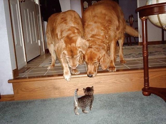 12P FELINES & CANINES  NON-PORN