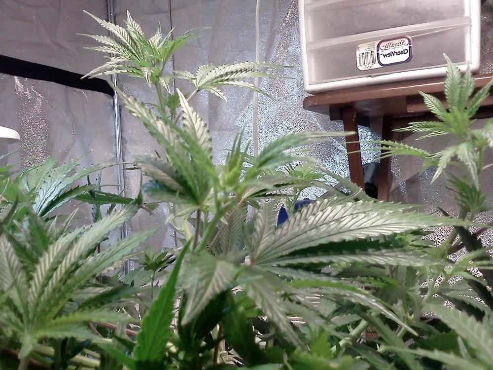 13P More Nug Porn
