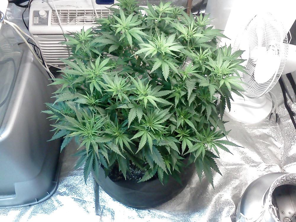 13P More Nug Porn