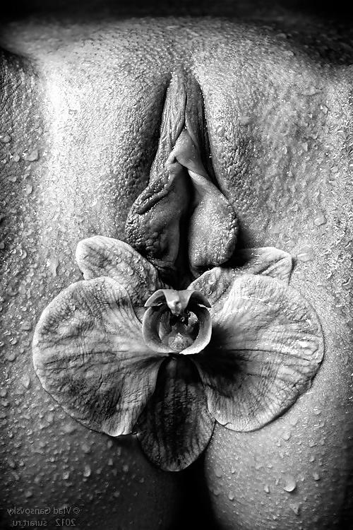25P Perfect Storm - Beautiful Women, Beautiful Flowers-Non-Porn