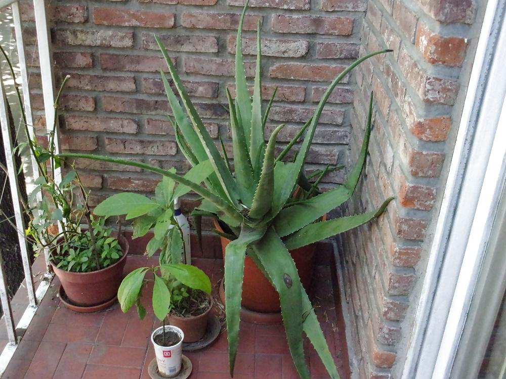 9P Plants don't sin