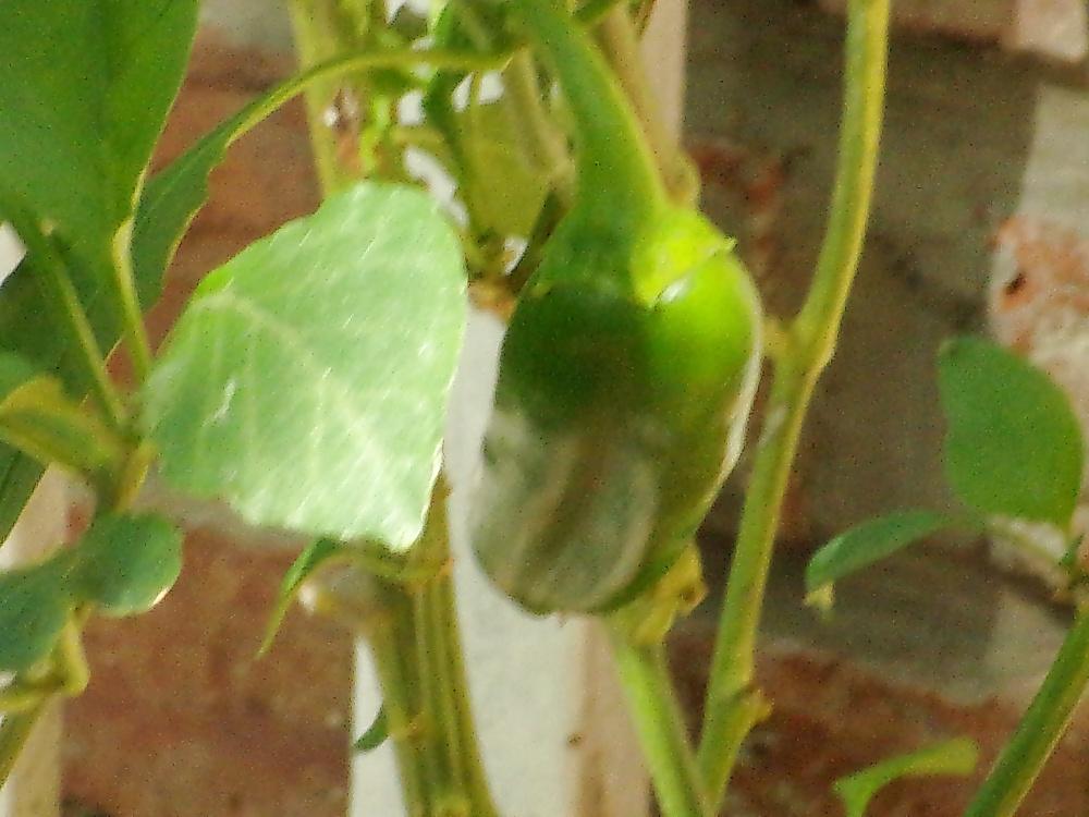 9P Plants don't sin