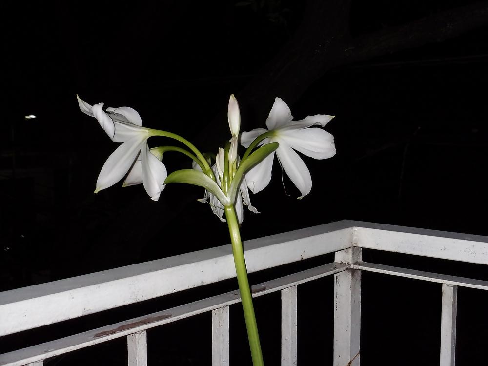 9P Plants don't sin
