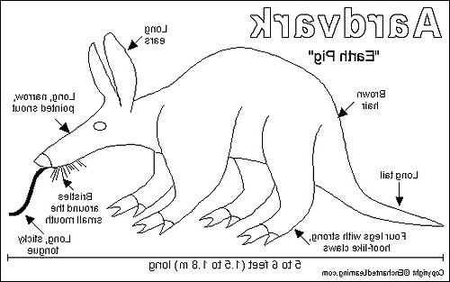 7P Aardvark