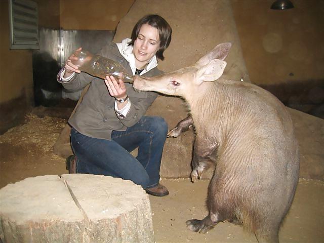 7P Aardvark
