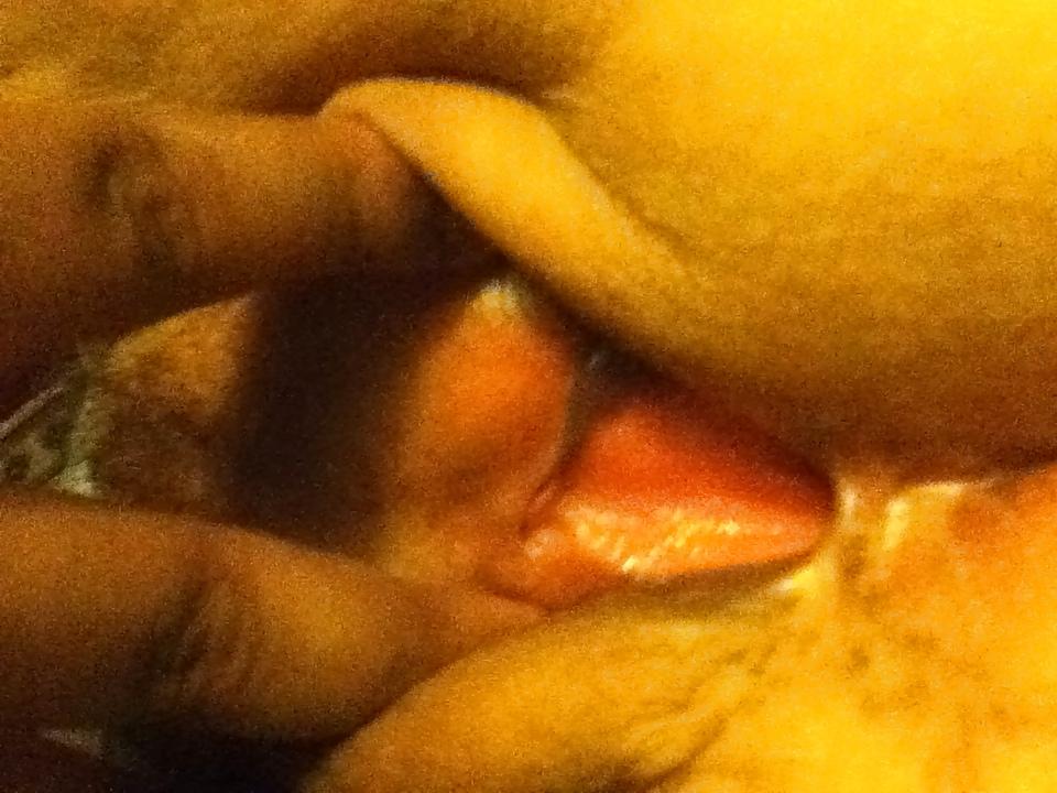 18P Abuela,Madura and BBW.