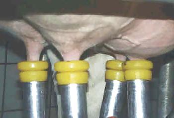 19P Hucows in use