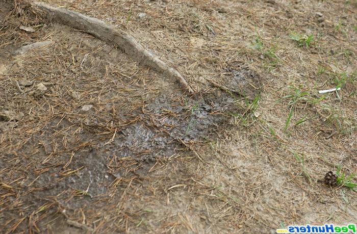 16P Girl takes her tiny thongs off and pisses outdoors