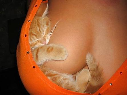 5P Ein interessantes versteck der Katzen
