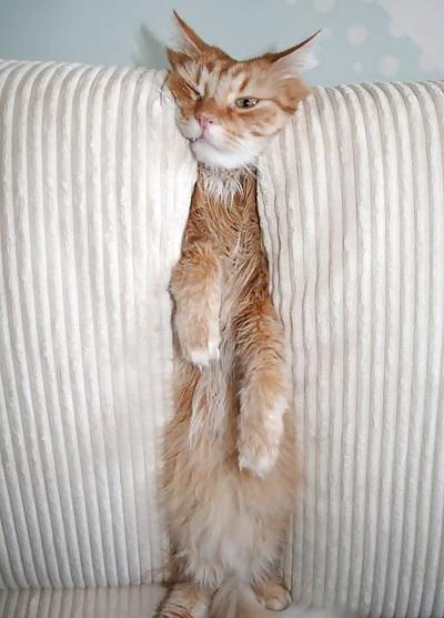 5P Ein interessantes versteck der Katzen