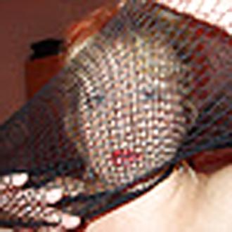 11P Fishnet Frenzy