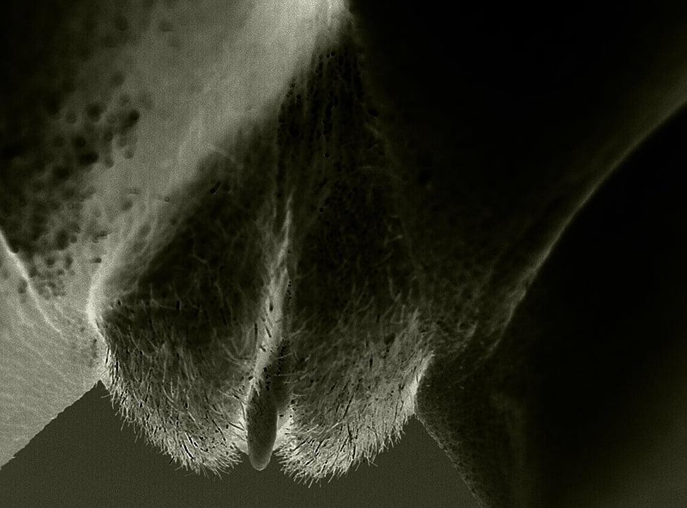 11P Bea.... black &amp; white