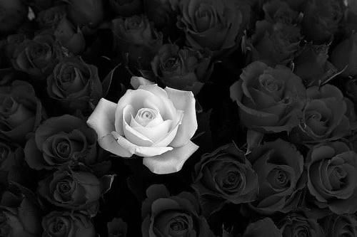25P Black and White
