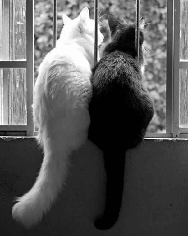 25P Black and White