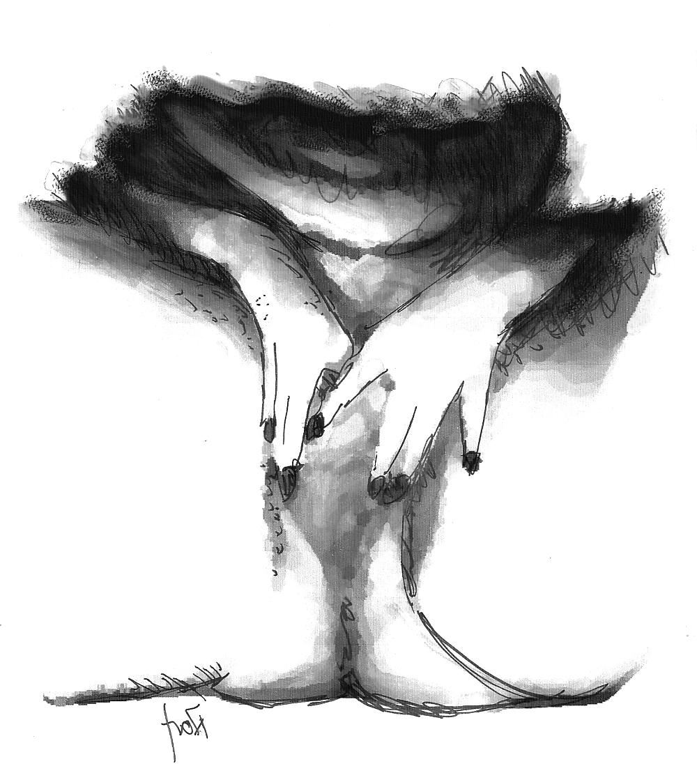 25P Sketches from webcams
