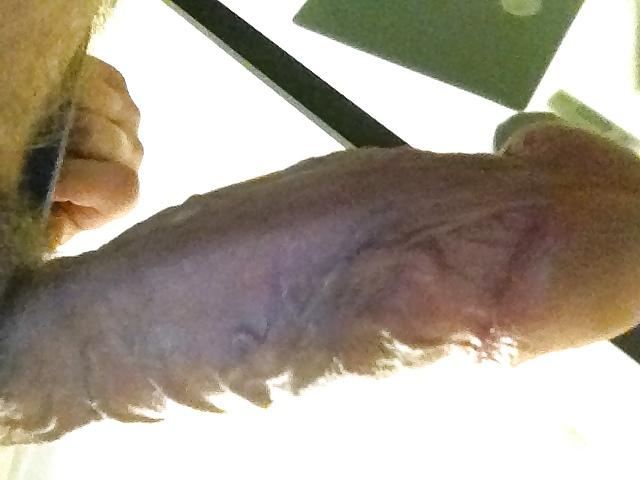 12P Cock Pics 4.24.13