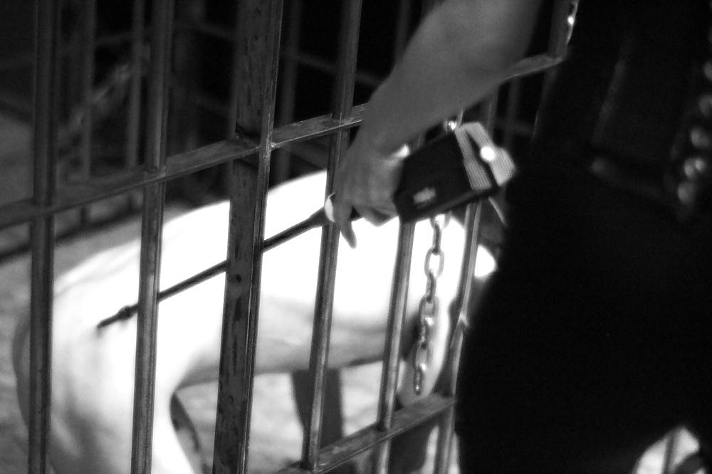 16P Domina – gefangen im Käfig