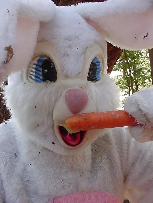 16P Amateur 11 - bunny special