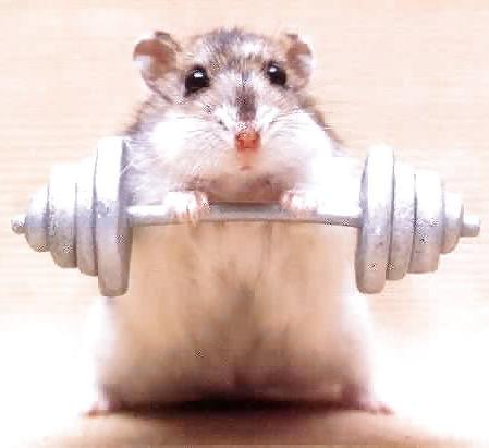 18P Hamster-Club