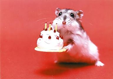18P Hamster-Club