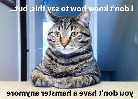 18P Hamster-Club