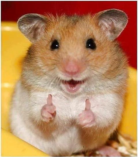 18P Hamster-Club