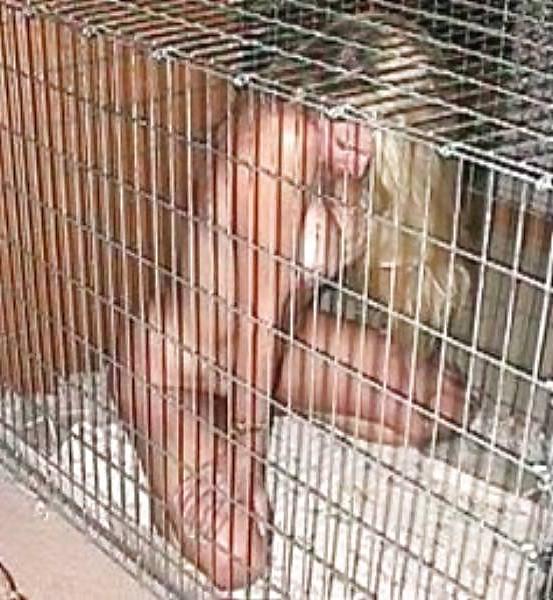 4P BDSM