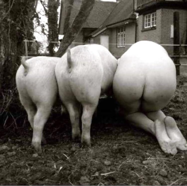 7P MASTER'S PIG AND COW SLUT