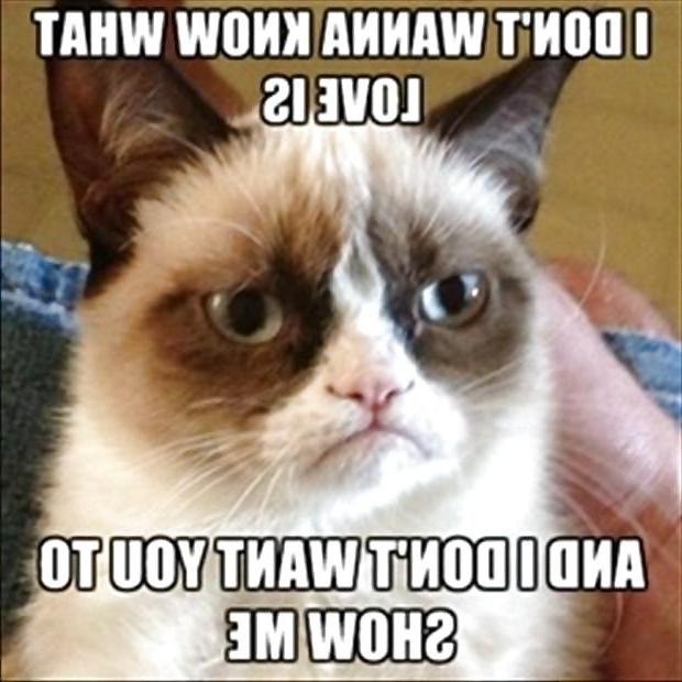 6P Some grumpy pussy and xmas jokes