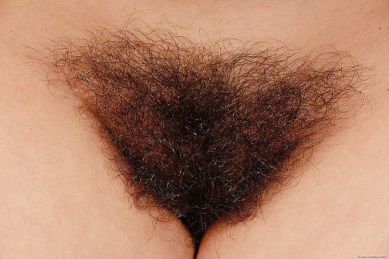 19P Hairy Bush #3
