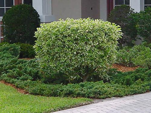 25P More Bush 1