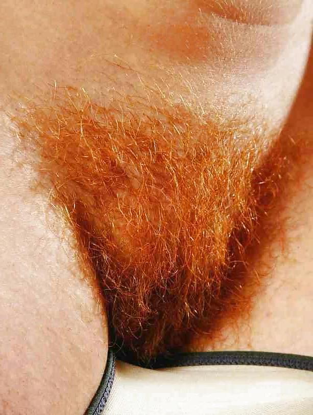 15P When bush roamed the Earth III Mostly Redheads