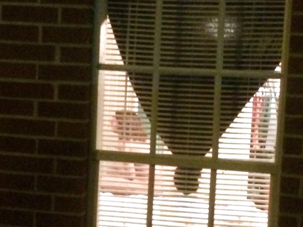 5P Window