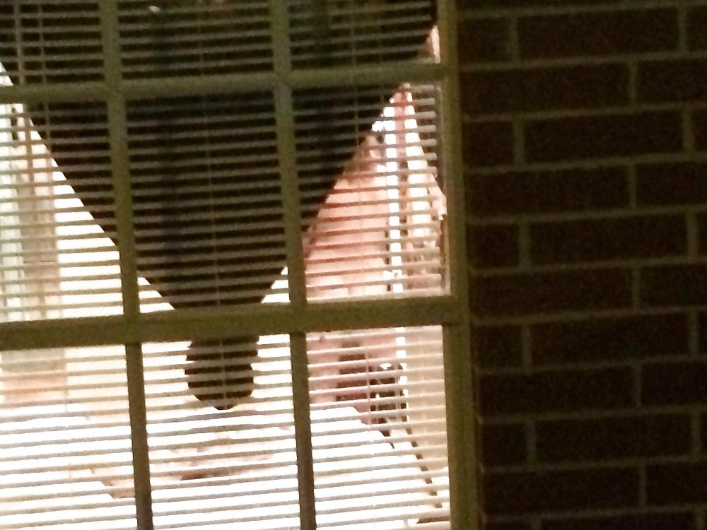 5P Window