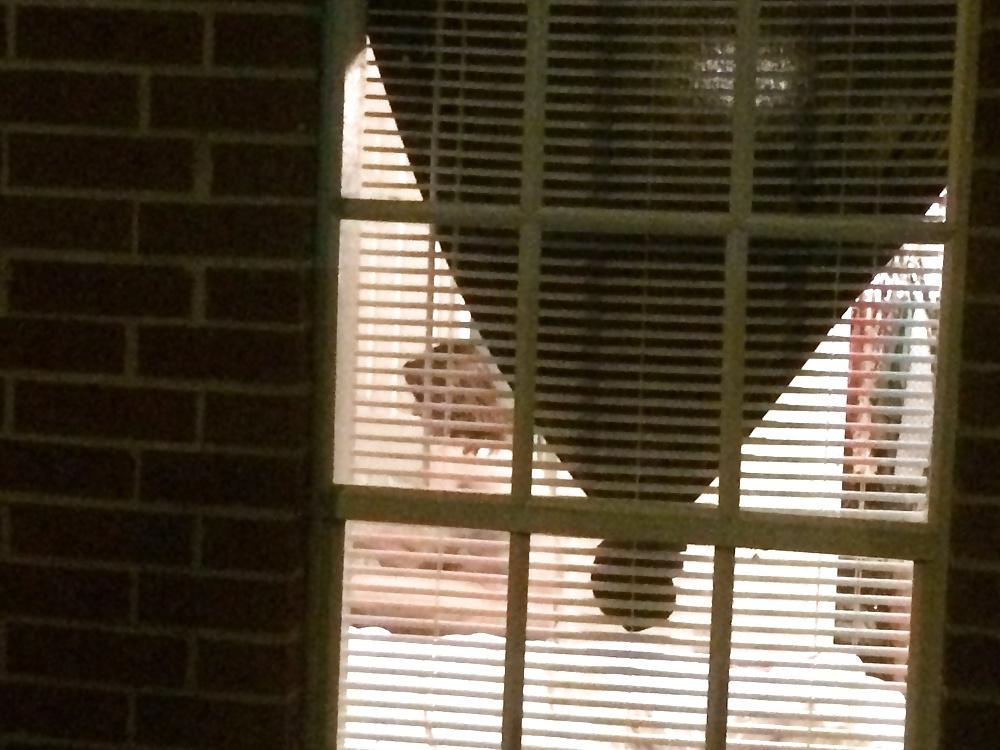 5P Window